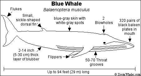 blueanat.gif (8258 bytes)